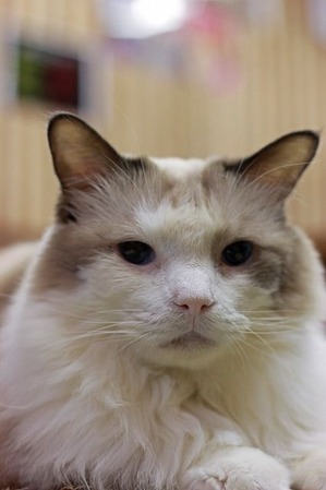 nekomanma_5101_edited-1