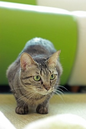 nekomanma_8622_edited-1