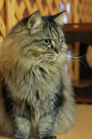 nekomanma_7688_edited-1