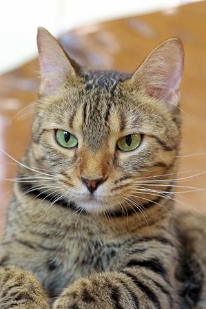 nekomanma_5876_edited-1