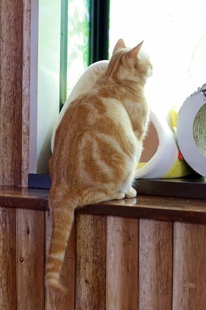 nekomanma_8184_edited-1
