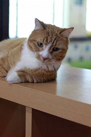 nekomanma_8689_edited-1