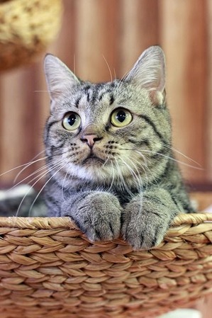 nekomanma_8702_edited-1