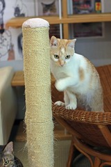 nekomanma_8074_edited-1