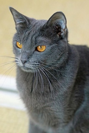 nekomanma_5136_edited-1