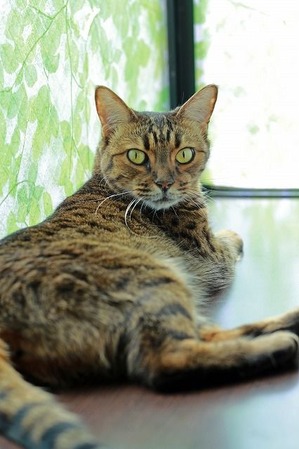 nekomanma_8168_edited-1