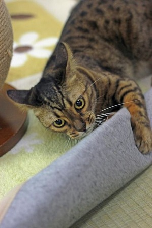 nekomanma_2701_edited-1