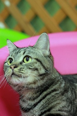 nekomanma_3347_edited-1