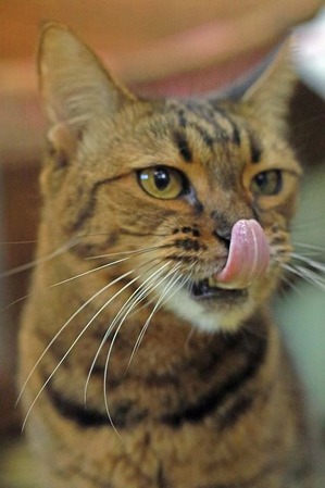 nekomanma_9076_edited-1