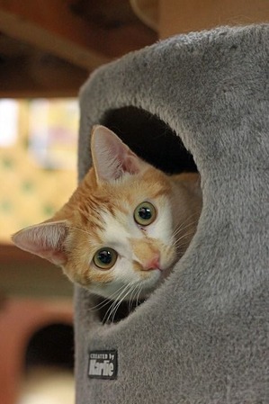 nekomanma_6705_edited-1