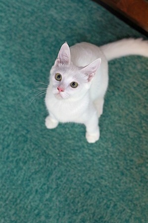 nekomanma_4602_edited-1
