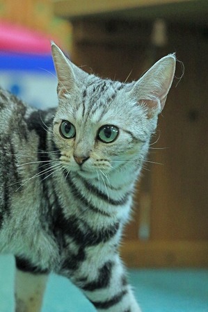nekomanma_2084_edited-1