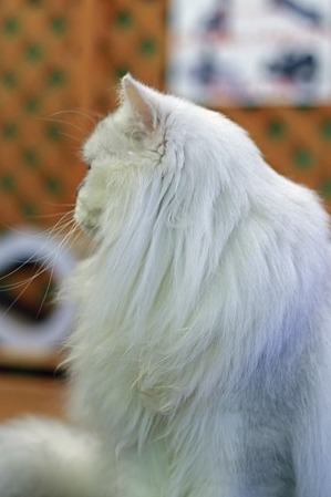 nekomanma_6026_edited-1