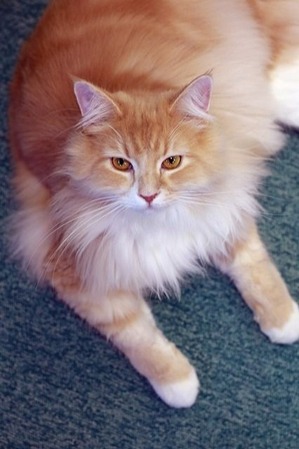 nekomanma_7056_edited-1