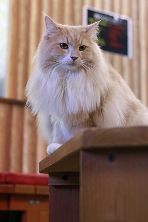 nekomanma_8535_edited-1