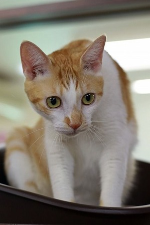 nekomanma_3767_edited-1