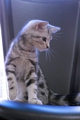nekomanma_6441_edited-1