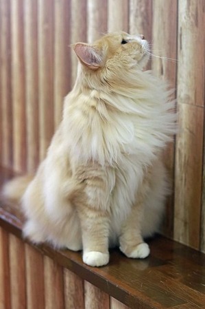 nekomanma_2874_edited-1