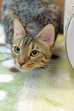 nekomanma_5172_edited-1