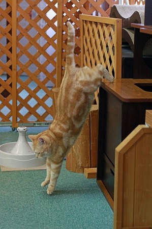 nekomanma_9033_edited-1