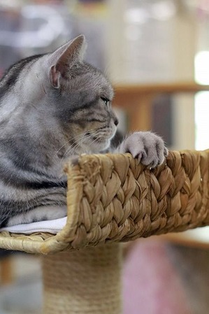 nekomanma_4593_edited-1