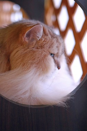 nekomanma_4142_edited-1