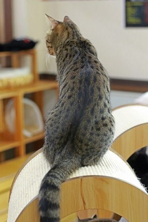 nekomanma_2517_edited-1