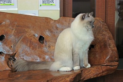 nekomanma_7258_edited-1
