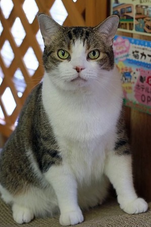 nekomanma_8030_edited-1