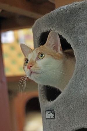 nekomanma_6707_edited-1