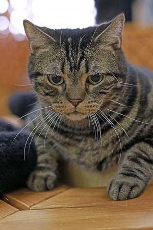 nekomanma_9092_edited-1