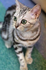 nekomanma_2647_edited-1