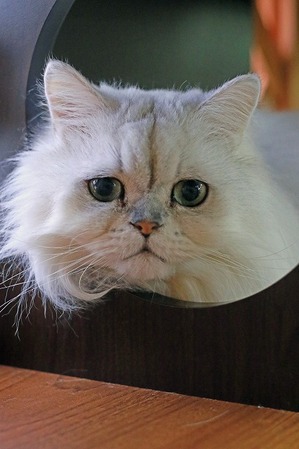 nekomanma_8483_edited-1
