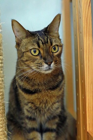 nekomanma_7996_edited-1