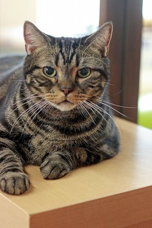 nekomanma_5129_edited-1