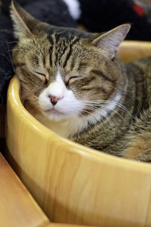 nekomanma_7567_edited-1