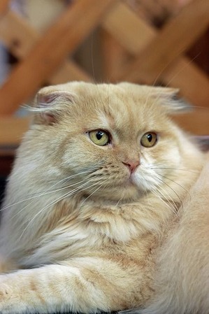 nekomanma_5394_edited-1