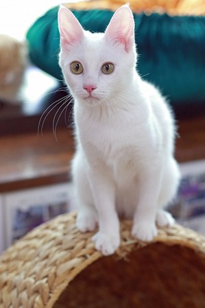 nekomanma_6906_edited-1