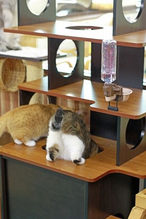 nekomanma_3221_edited-1