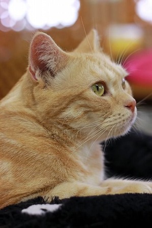 nekomanma_7268_edited-1