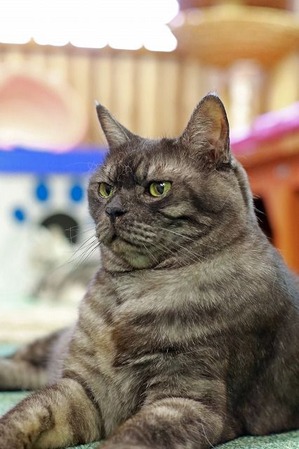 nekomanma_9574_edited-1