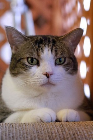 nekomanma_7442_edited-1