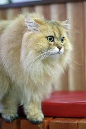 nekomanma_6151_edited-1
