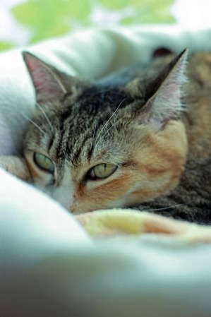 nekomanma_2287_edited-1