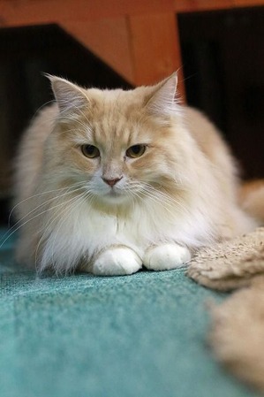 nekomanma_9097_edited-1