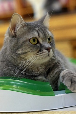 nekomanma_1086_edited-1