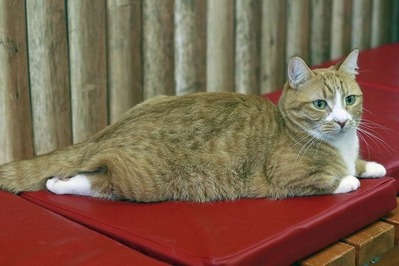 nekomanma_4417_edited-1