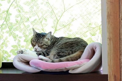 nekomanma_7908_edited-1