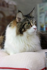 nekomanma_5419_edited-1