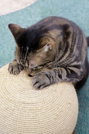 nekomanma_8533_edited-1